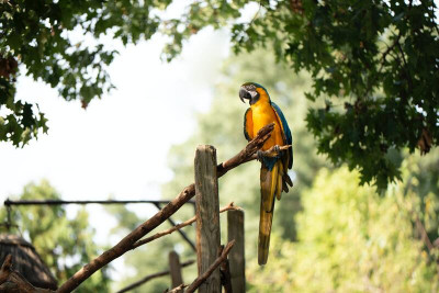 Loros, pájaros exóticos en peligro de extinción